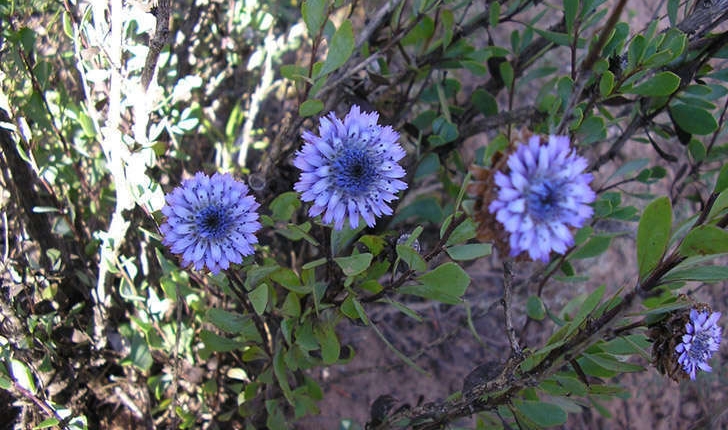 Globularia alypum (Linné, 1753)