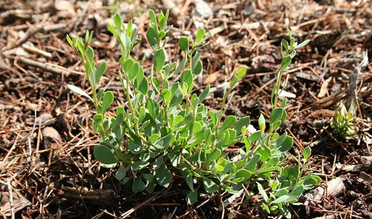 Globularia alypum (Linné, 1753)