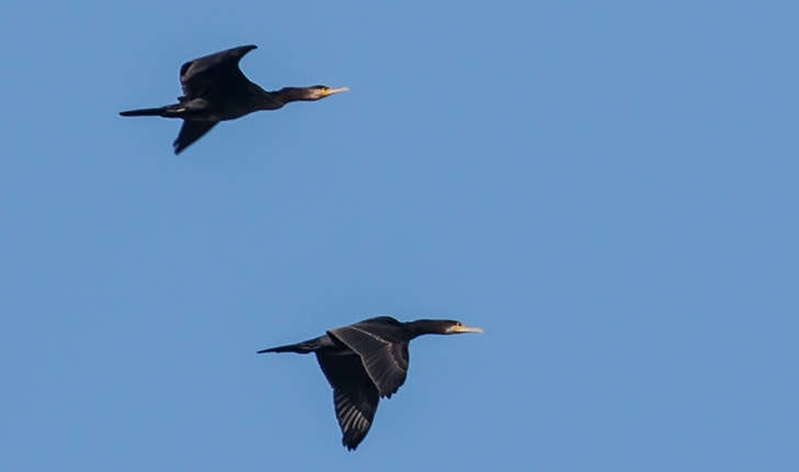 Phalacrocorax carbo (Linné, 1758)