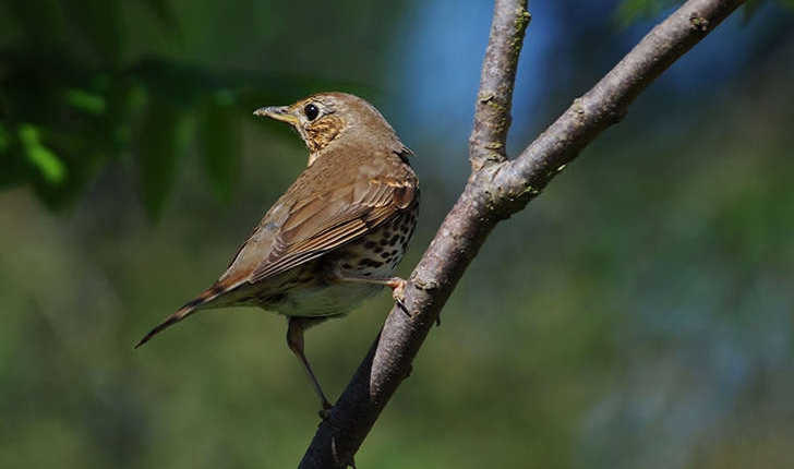 Turdus philomelos (Brehm, 1831)