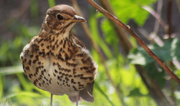 Turdus philomelos (Brehm, 1831)