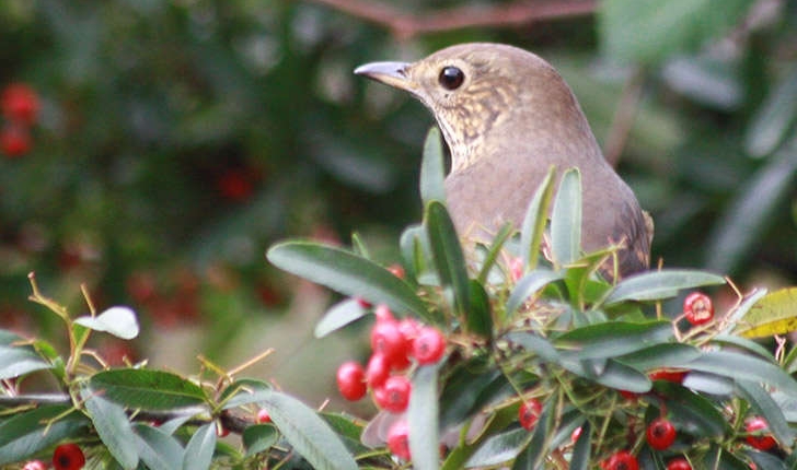 Turdus philomelos (Brehm, 1831)