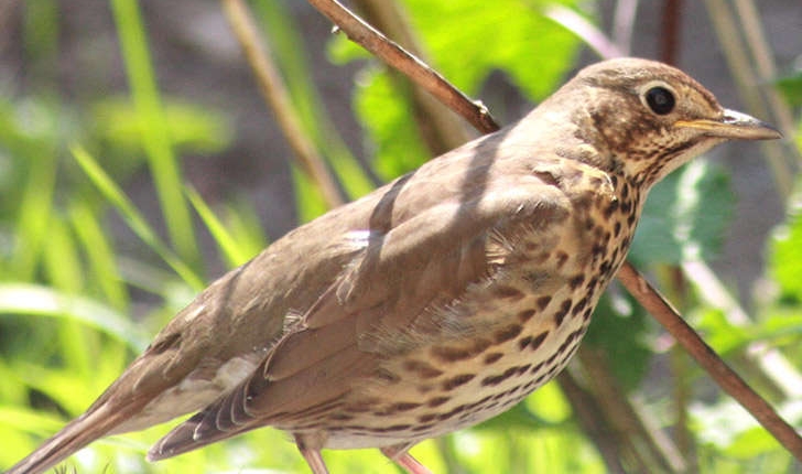 Turdus philomelos (Brehm, 1831)