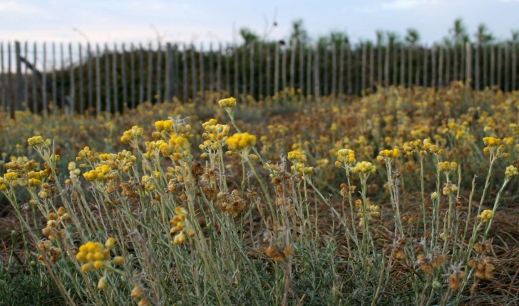 Immortelle des dunes