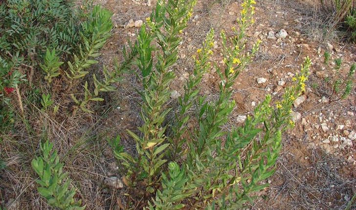 Dittrichia viscosa (Greuter, 1973)