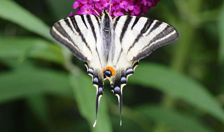 Iphiclides podalirius (Linné, 1758)