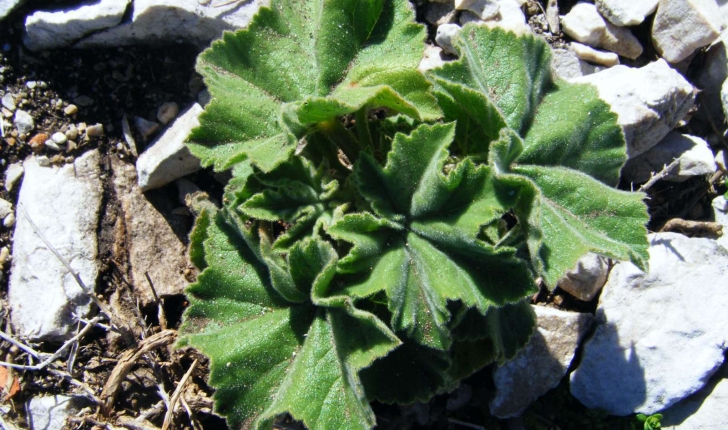 Lavatera arborea (Linné, 1758)