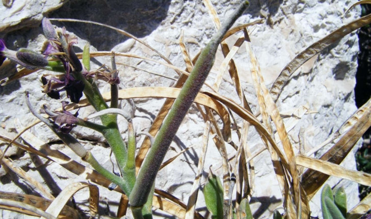 Matthiola incana (Robert Brown, 1812)