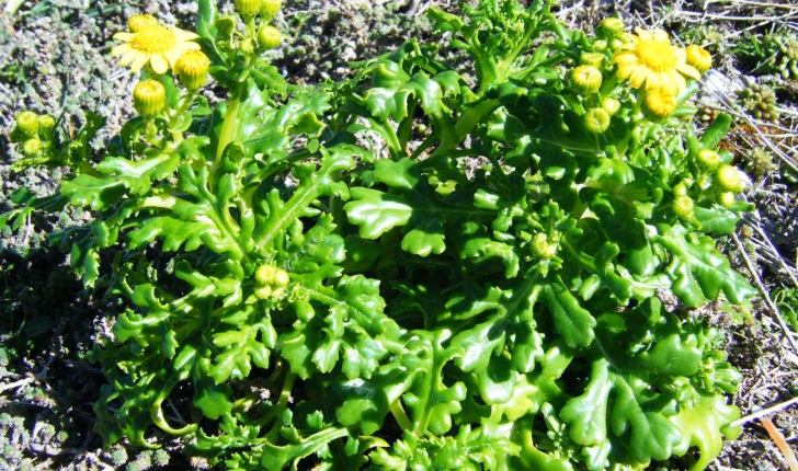 Senecio leucanthemifolius subsp. crassifolius (Willdenow, 1794)