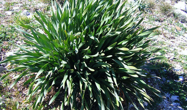 Pancratium maritimum (Linné, 1758)