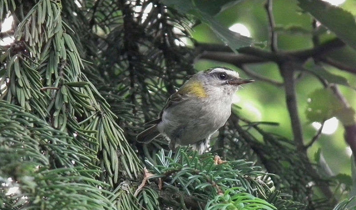 Regulus ignicapilla (Linné, 1758)