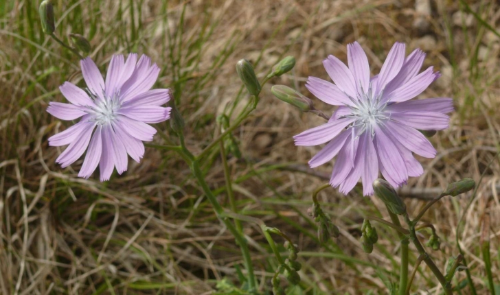 Lactuca perennis (Linné, 1753)