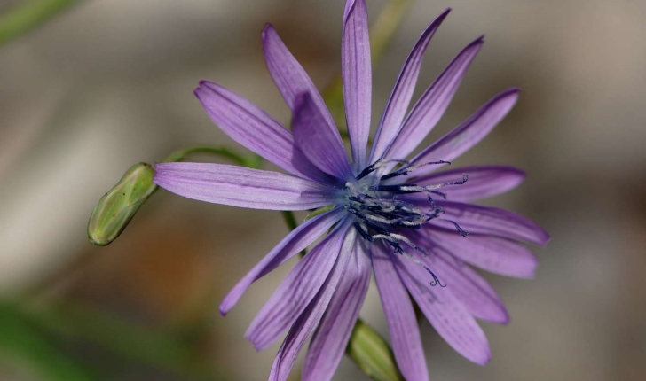 Lactuca perennis (Linné, 1753)