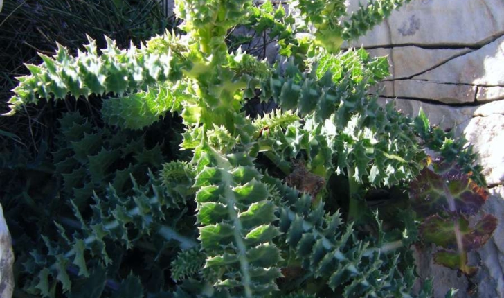 Sonchus asper subsp. glaucescens (Jord.) P.W.Ball 