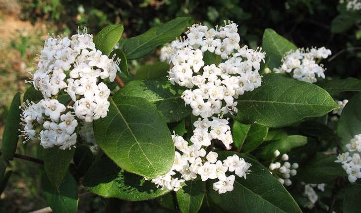 Viburnum tinus (Linné, 1753)