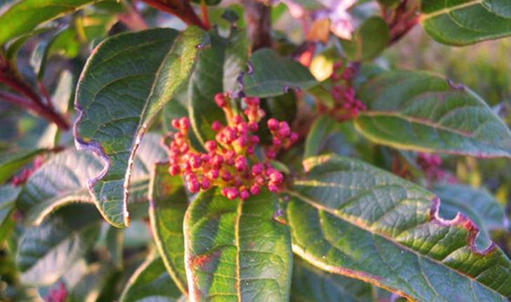 Viburnum tinus (Linné, 1753)