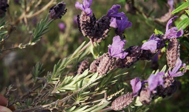 Lavandula stoechas (Linné, 1753)