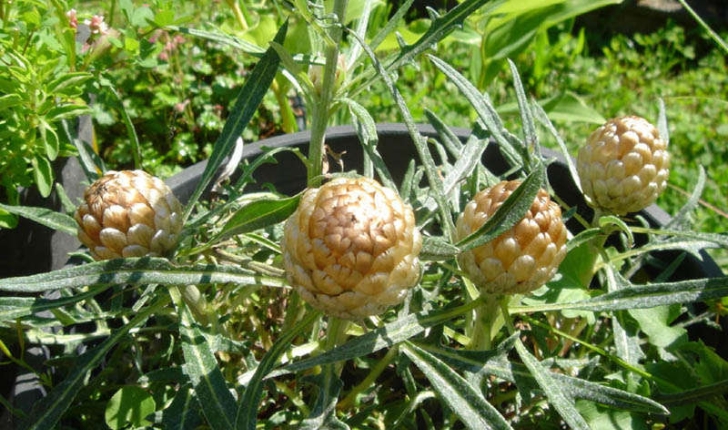 Rhaponticum coniferum (Greuter, 2003)