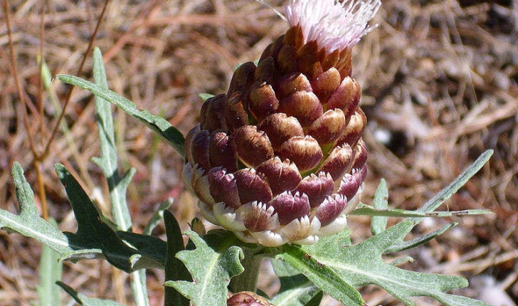 Rhaponticum coniferum (Greuter, 2003)