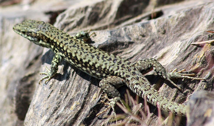 Podarcis muralis (Laurentis, 1768)