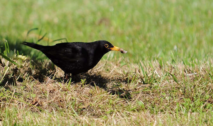 Turdus merula (Linné, 1758)