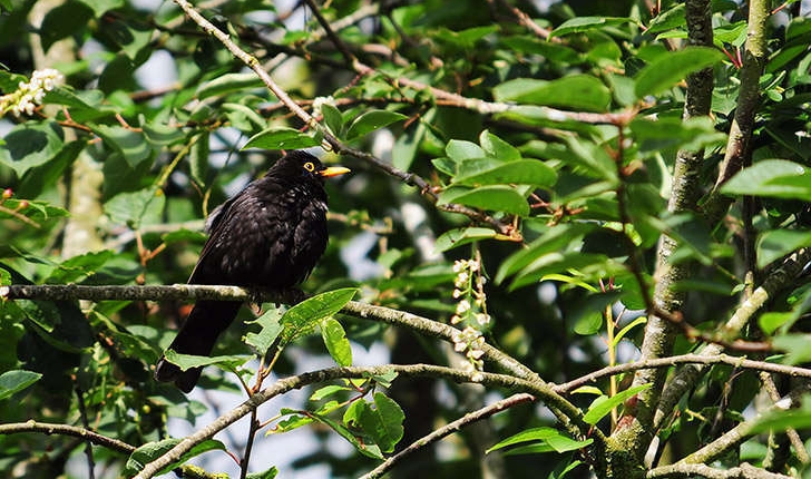 Turdus merula (Linné, 1758)