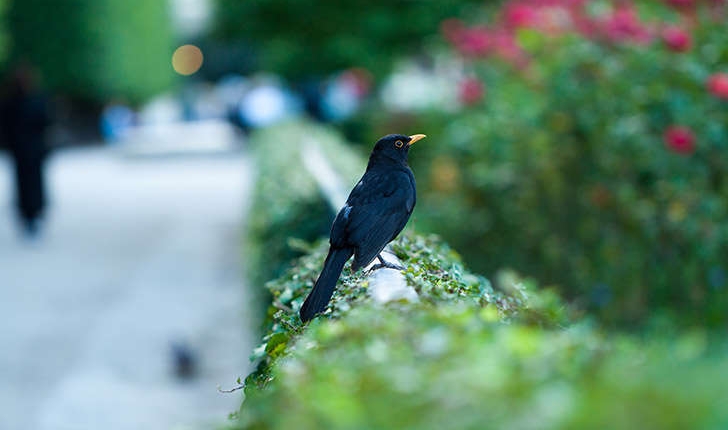 Turdus merula (Linné, 1758)