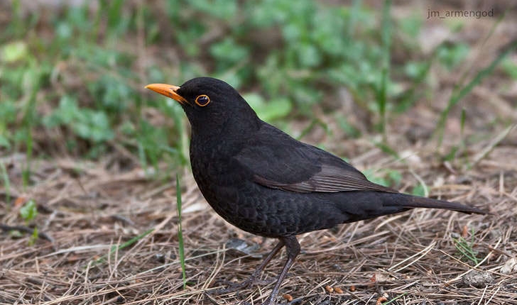 Turdus merula (Linné, 1758)