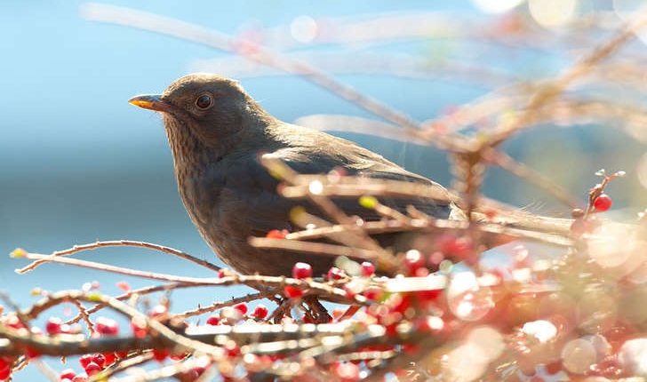 Turdus merula (Linné, 1758)