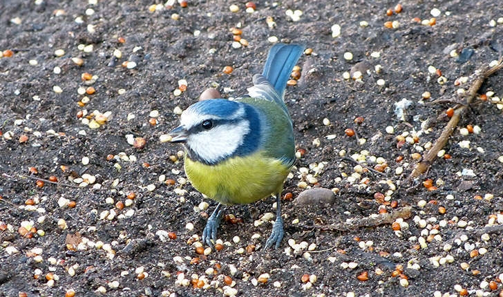 Cyanistes caeruleus (Linné, 1758)