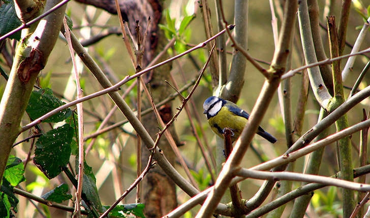 Cyanistes caeruleus (Linné, 1758)