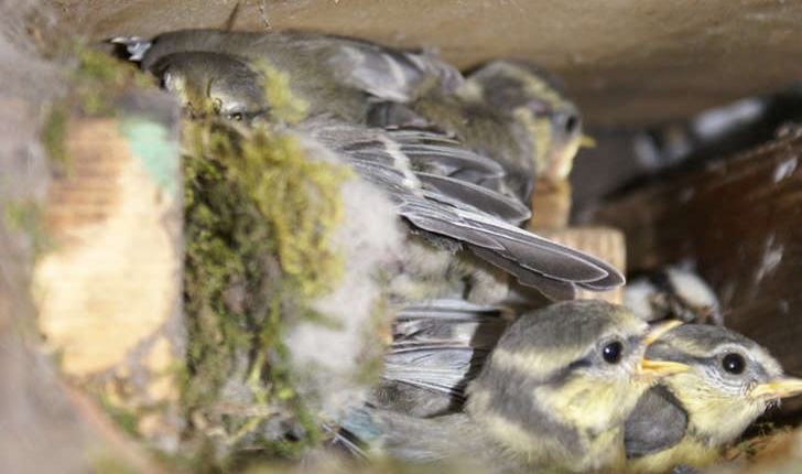 Cyanistes caeruleus (Linné, 1758)