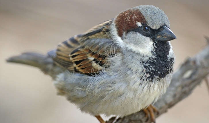 Passer domesticus (Linné, 1758)