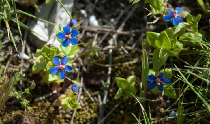 Lysimachia foemina (Mill.) U.Manns & Anderb., 2009