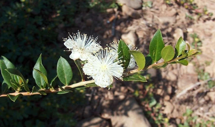 Myrtus communis (Linné, 1753)