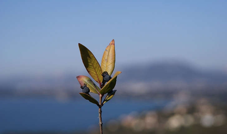 Myrtus communis (Linné, 1753)