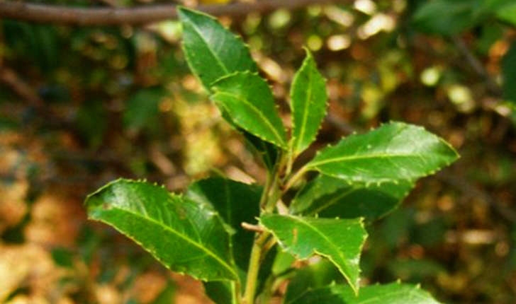 Rhamnus sp 