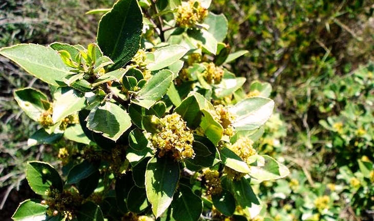 Rhamnus sp 