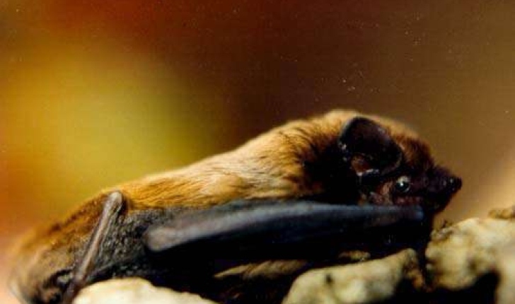 Noctule de Leisler - Nyctalus leisleri