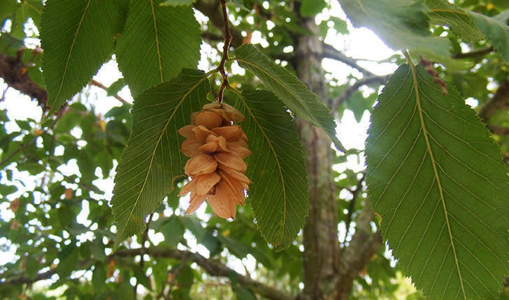 Ulmus sp.