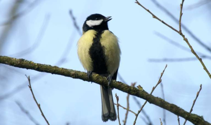 Parus major (Linné, 1758)