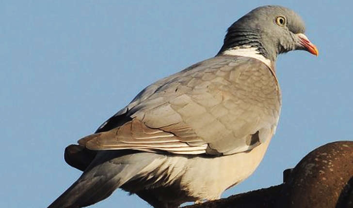 Columba palumbus (Linné, 1758)