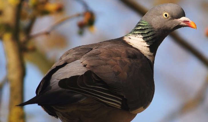 Columba palumbus (Linné, 1758)