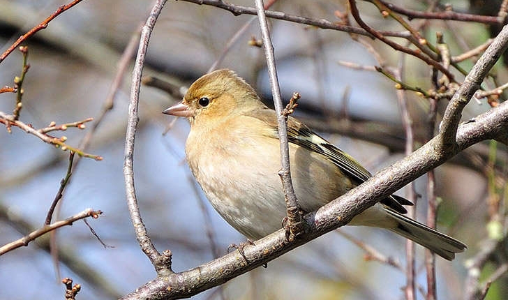 Fringilla coelebs (Linné, 1758)