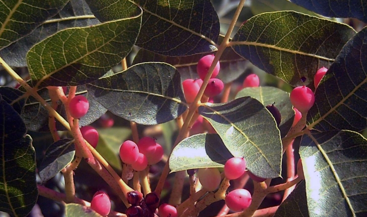 Pistacia terebinthus (Linné, 1753)