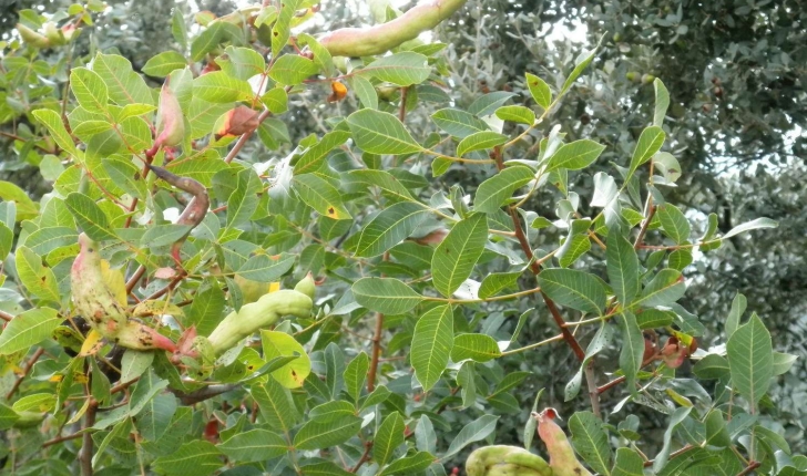 Pistacia terebinthus (Linné, 1753)