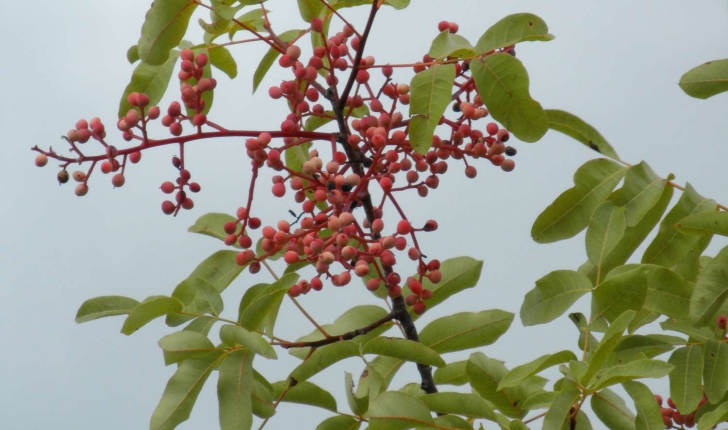 Pistacia terebinthus (Linné, 1753)