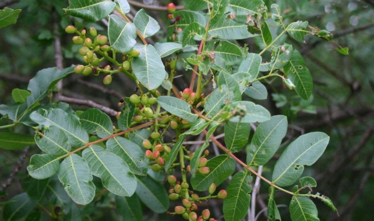 Pistacia terebinthus (Linné, 1753)