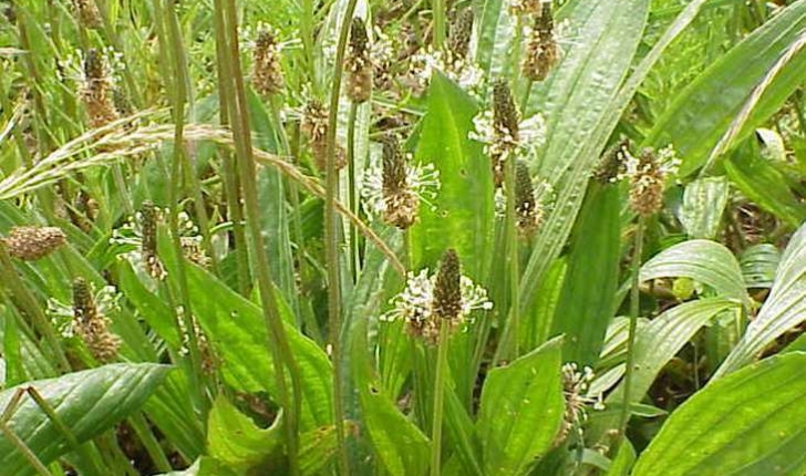 Plantago lanceolata (Linné, 1758)