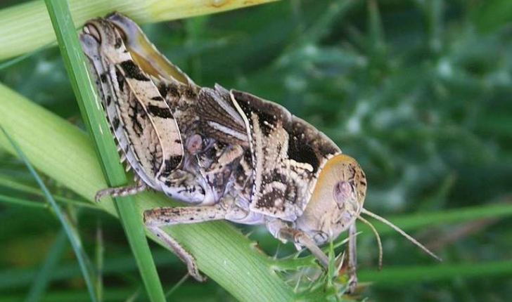 Prionotropis hystrix azami (Uvarov, 1923)